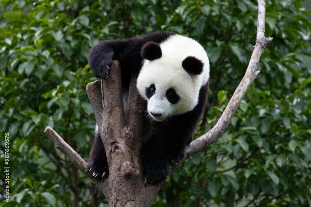 Obraz premium Happy Little Panda on the High Tree in Wolong Panda base, China