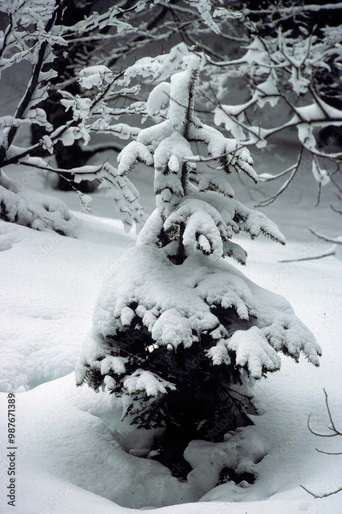 Picea abies, Sapin, hiver, neige, Forêt, Vosges, 68, Haut Rhin, France Picea abies, Sapin, hiver, neige, Forêt, Vosges, 68, Haut Rhin, France