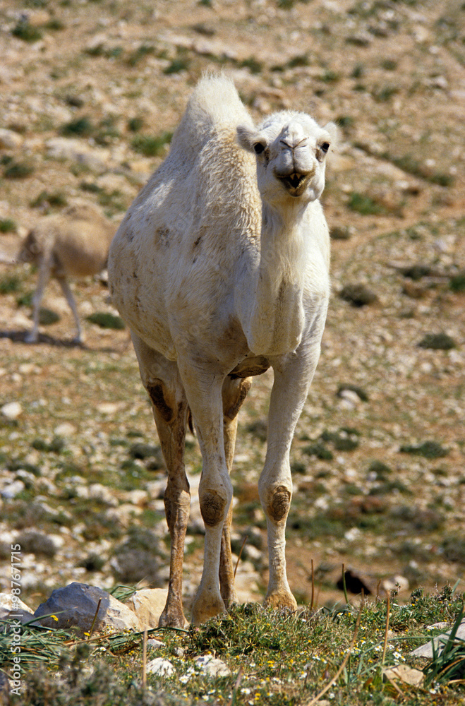 Dromadaire, Camelus dromedarius, Maroc Dromadaire, Camelus dromedarius, Maroc