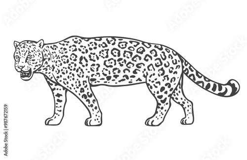 Jaguar on a white background. Tropical big predatory cat. Wild animal with patterns on its skin. Vector isolated art illustration. Black and white sketch. Hand drawn outline