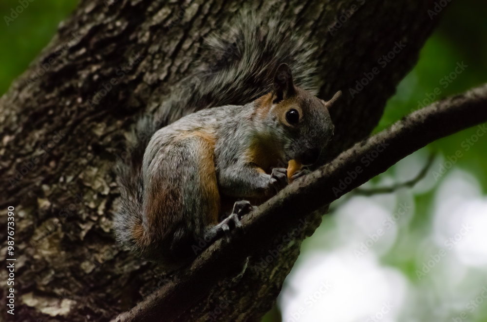 Ardilla comiendo Ardilla comiendo