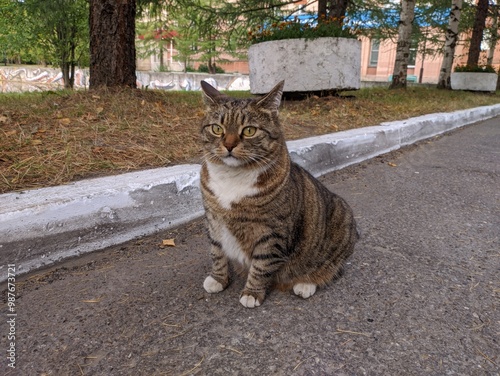 Chubby surprised cat sits on the ground photo