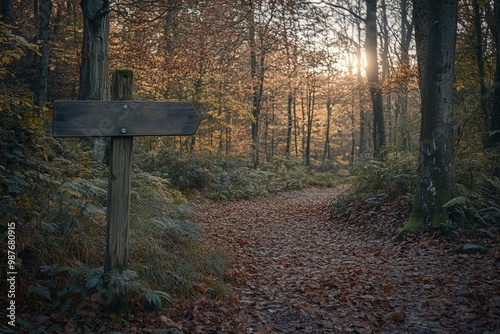 Forest signboard. Free copy space empty arrow signs in the forest