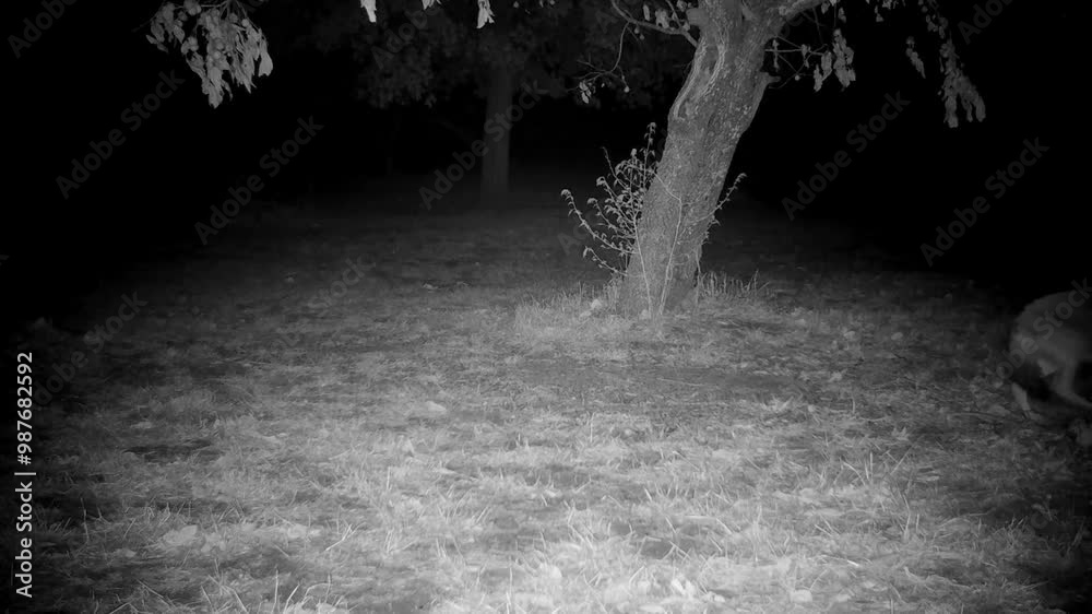 Coyote in the backyard gets startled by another coyote running, at night