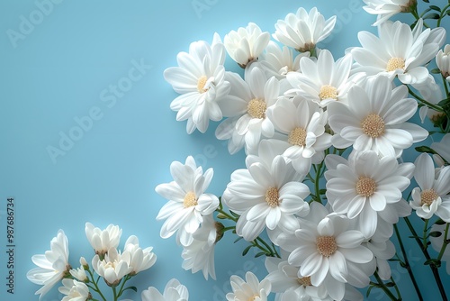 Fresh White Daisies on Light Blue Background for Spring and Floral Design Projects