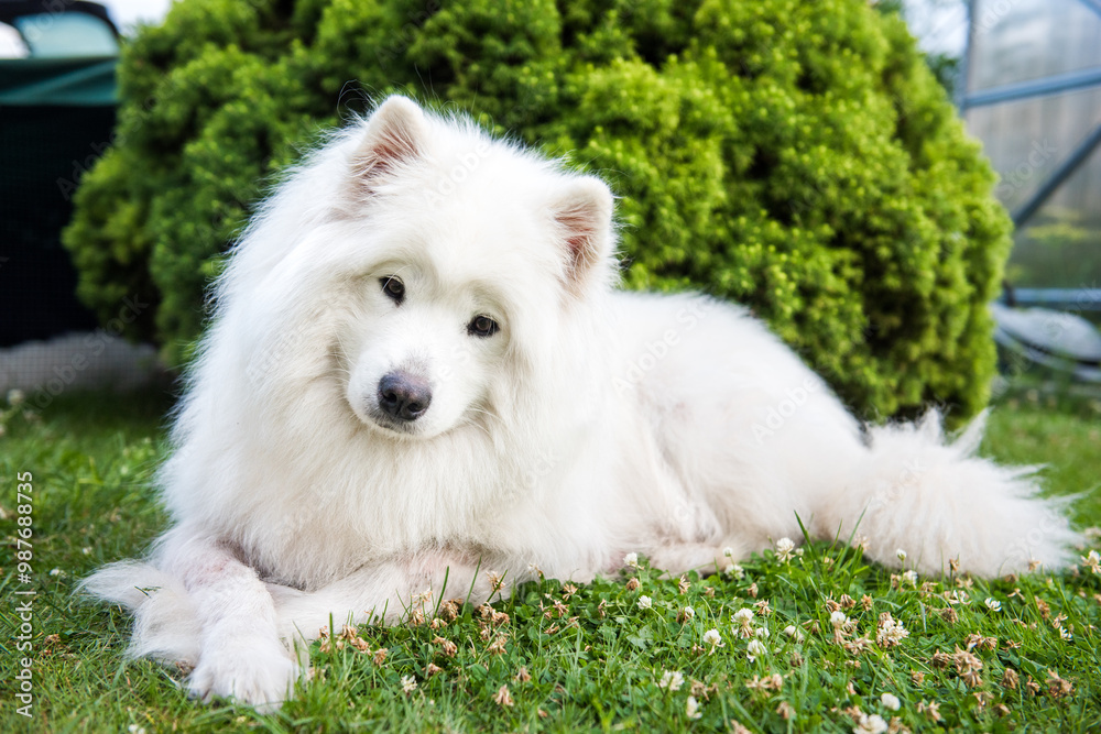Big white dog with fluffy hair of Samoyed breed Big white dog with fluffy hair of Samoyed breed