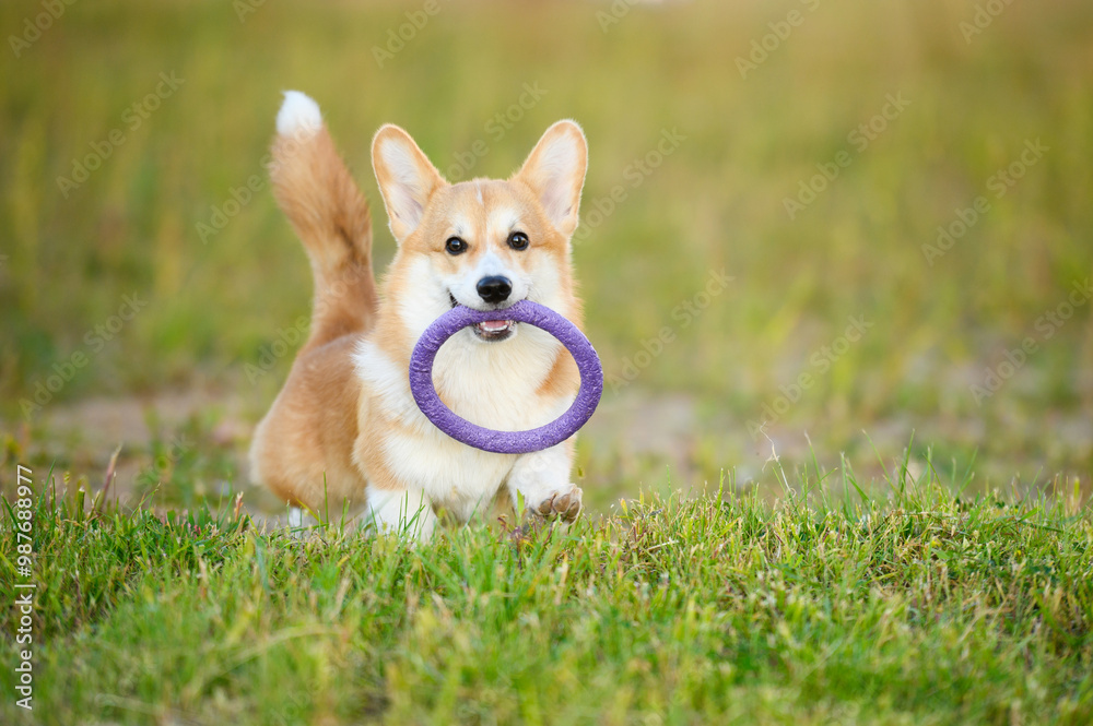 Pet activity. Funny Welsh Corgi dog runs on grass with toy ring in his teeth, playing and training in park. Concept of training, walking and playing with pets on street. Pet activity. Funny Welsh Corgi dog runs on grass with toy ring in his teeth, playing and training in park. Concept of training, walking and playing with pets on street.