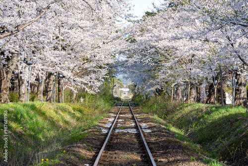 春の津軽鉄道と桜並木／青森県