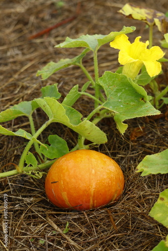 gros plan sur un plan de potimarron et sa fleur jaune en culture biologique