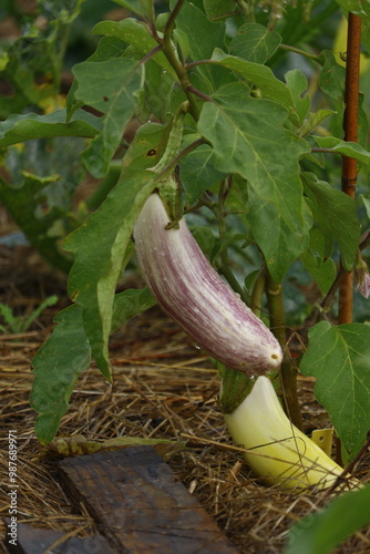 gros plan sur un plant d'aubergine striée