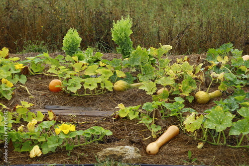 parcelle de culture de courge longue de nice et de potimarron en agriculture biologique