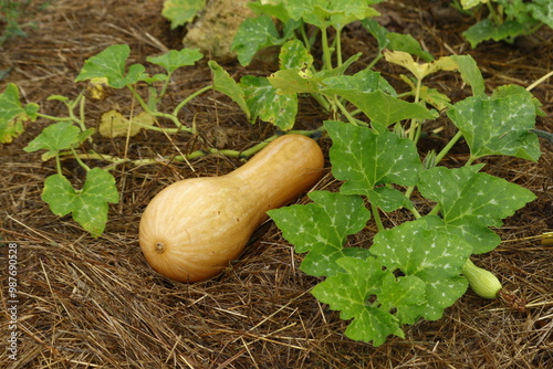 plant de courge longue de nice en culture biologique