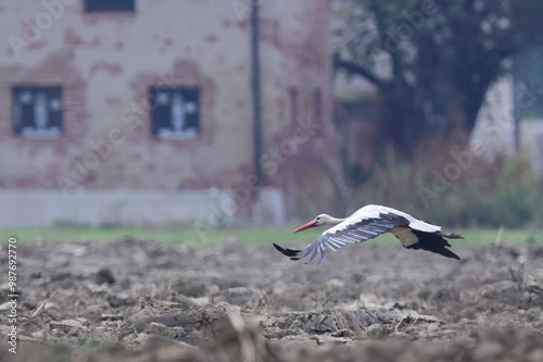 volo radente photo