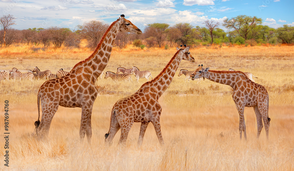 Giraffe family walking in the Etosha National Park, Namibia Giraffe family walking in the Etosha National Park, Namibia