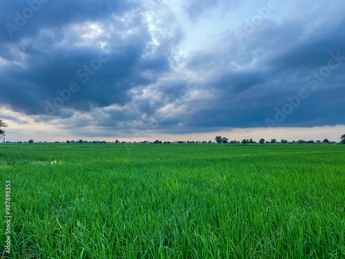 field of Rice, Rice field, indian rice field