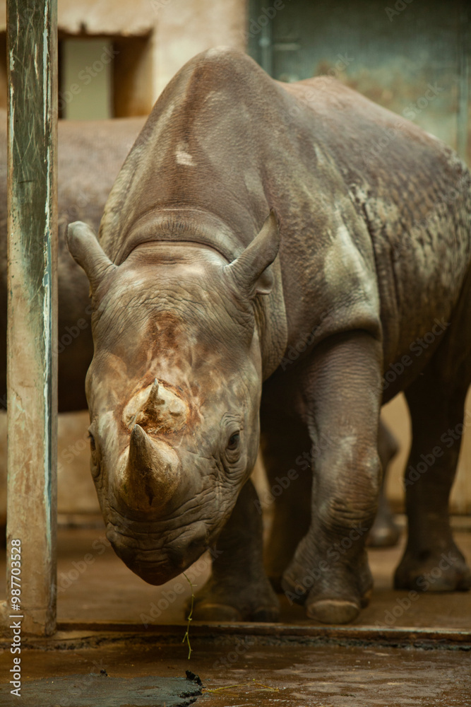 Naklejka premium rhino in the zoo
