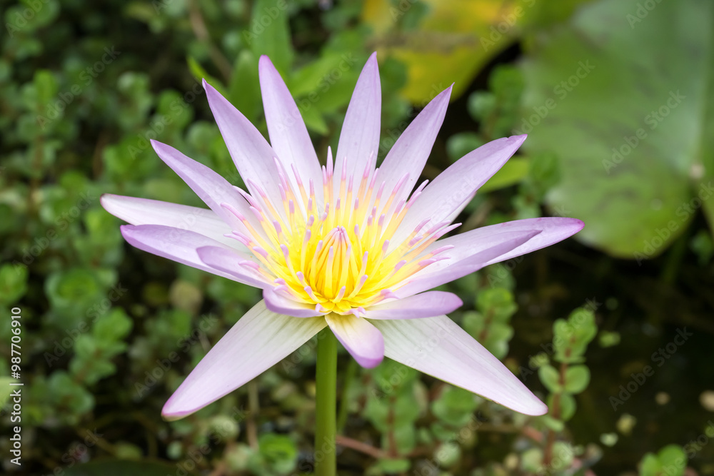 Beautiful pink water lily flower. Beautiful pink water lily flower.