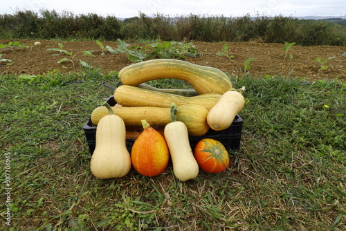 panier de légumes biologiques composé de courge longue de nice de butternut et de potimarron posé dans un champ