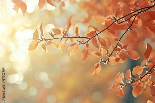 Autumn leaves backlit by the sun with warm orange tones and blurry background