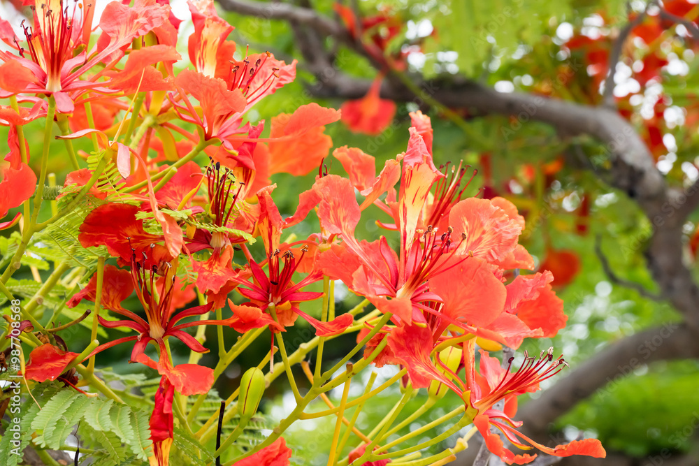 Beautiful Flamboyant (Delonix regia) flowers. Beautiful Flamboyant (Delonix regia) flowers.