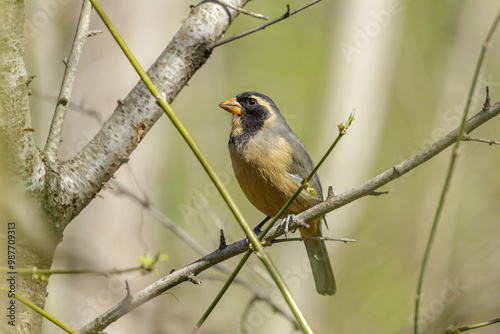 Male golden-billed saltator (Saltator aurantiirostris) perched on a branch. photo