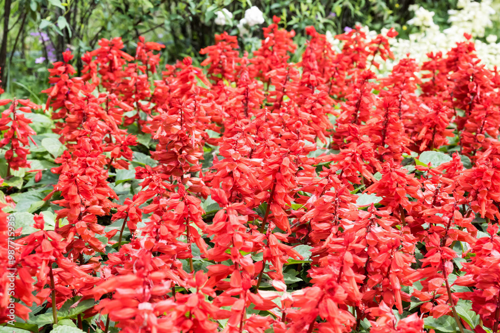 Fototapeta premium Beautiful Scarlet Sage flowers.