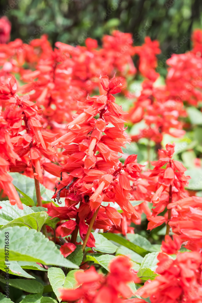 Beautiful Scarlet Sage flowers.