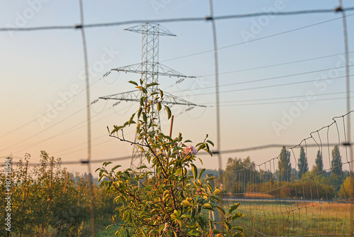 Power Lines and Flowering Branch Behind a Wire Fence at Sunrise