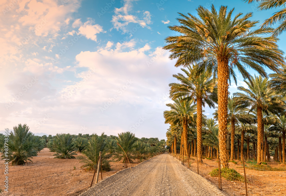Countryside road among plantations of date palms. Date palm is ancient agriculture plant and famous food crop in the Middle East and North Africa, it has been cultivated for 5000 years Countryside road among plantations of date palms. Date palm is ancient agriculture plant and famous food crop in the Middle East and North Africa, it has been cultivated for 5000 years