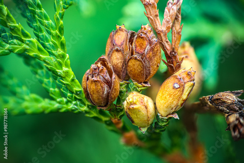 Close-Up of Conifer Thuja Cones and Foliage in Nature