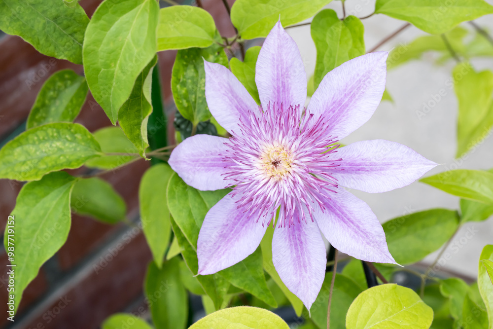 Beautiful blooming Clematis flower. Beautiful blooming Clematis flower.