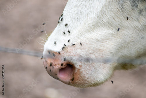 Cow head with many flies on its nose is struggling with a swarm of flies in summer as infective swarm and pest for animals that can transmit diseases and are danger for domestic cattle beef production