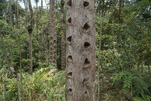 medium shot eye level angle view of Dammar tree hole. Damar mata kucing (Shorea Javanica) at Krui Pesisir Barat forest