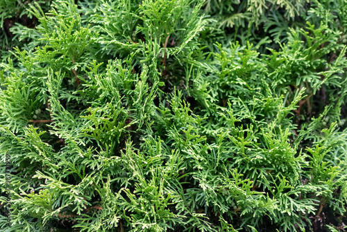 Italian cypress background or Mediterranean cypress background in close-up macro view shows green leaves of cypress plants as natural background and sustainable wallpaper with relaxing green colors