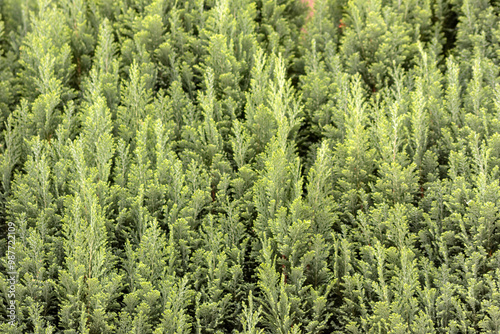 Italian cypress background or Mediterranean cypress background in close-up macro view shows green leaves of cypress plants as natural background and sustainable wallpaper with relaxing green colors