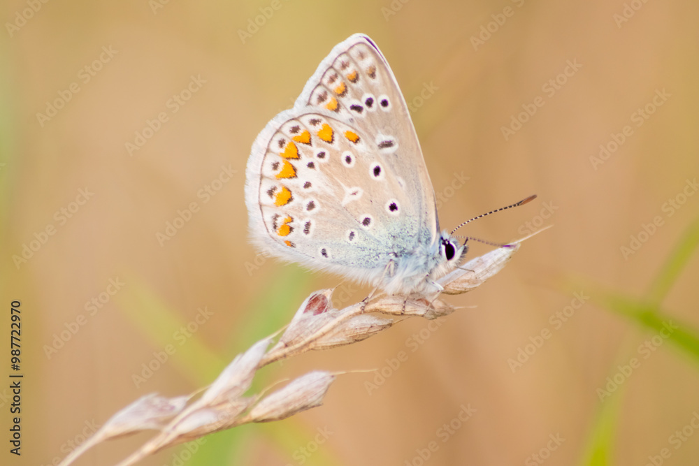 Obraz premium Beautiful colorful butterfly in profile view macro with shiny blurred background bokeh in summer farm field shows filigree wings with vibrant colors camouflage insect hiding pollination in wild grass