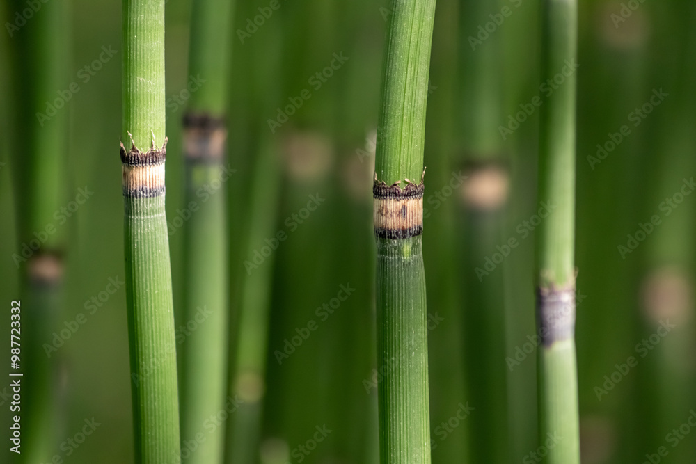 Fototapeta premium Green bamboo background or green bamboo wallpaper in close-up macro view shows details of bamboo structure with green blurry levels as sustainable wallpaper or elegant natural background green colors