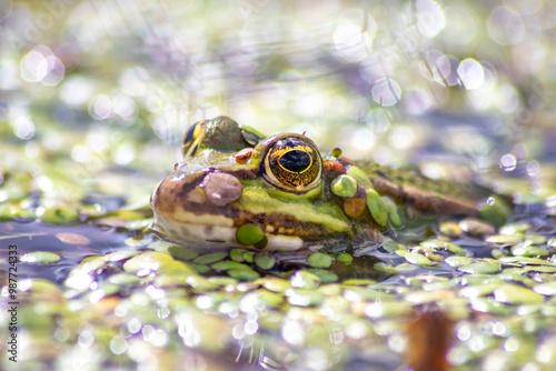 Green frog or european common frog in idyllic garden pond lurking for insects with big eyes shining beautiful amphibian toad in evening sunlight showing its head in the water looking into the camera