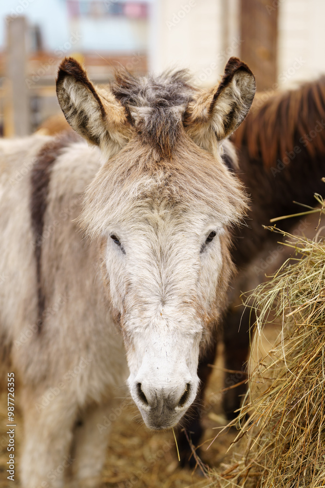 Donkey up close in a spacious pen, peacefully grazing, surrounded by wooden fencing. Vertical photo Donkey up close in a spacious pen, peacefully grazing, surrounded by wooden fencing. Vertical photo
