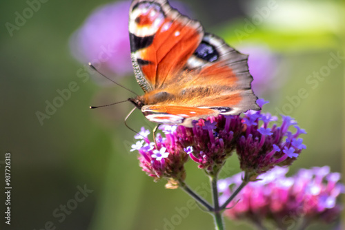 Peacock butterfly macro on violet flower blossom in close-up macro view shows filigree details of dusting butterfly with colorful wings imitating an animal eye as protective camouflage of butterfly photo