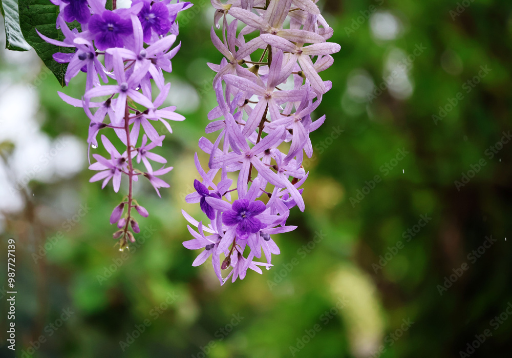 Petrea volubilis, two clusters of purple flowers with water droplets on a rainy day natural green background
Petrea volubilis, two clusters of purple flowers with water droplets on a rainy day natural green background