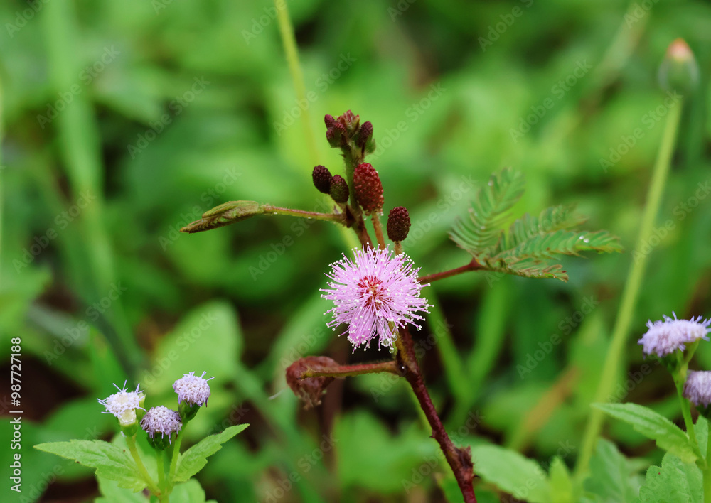 Mimosa pudica blooms pink with red button buds at the tip of the shoot, covered with water droplets all over the stem. green grass background
Mimosa pudica blooms pink with red button buds at the tip of the shoot, covered with water droplets all over the stem. green grass background