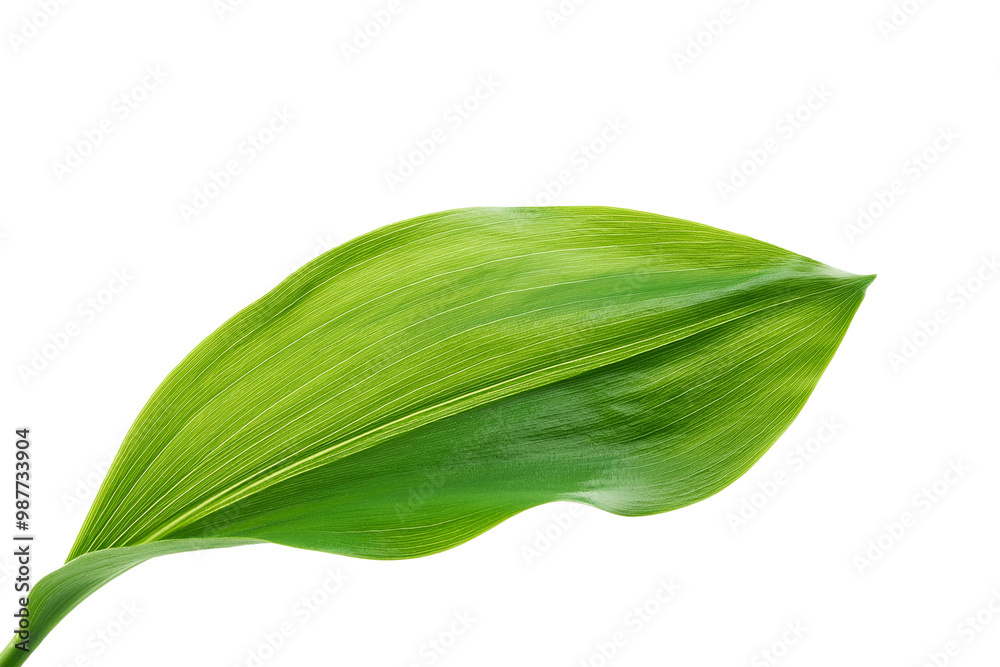 Lily of the Valley Leaf set, isolated, (wildflower) clipping path; top view on a transparent background, PNG file. Lily of the Valley Leaf set, isolated, (wildflower) clipping path; top view on a transparent background, PNG file.