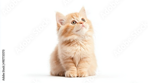 Adorable orange kitten looking upwards in soft light