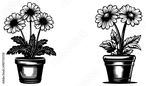 Two potted flower illustrations with detailed petals and leaves, showcasing the beauty of nature in a monochrome style.