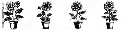 A series of four illustrated pot plants, each depicting a unique flower design, showcasing botanical beauty and variety.