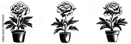 Illustration of three distinct potted flowers, showcasing their detailed blooms and leaves in a classic black and white style.