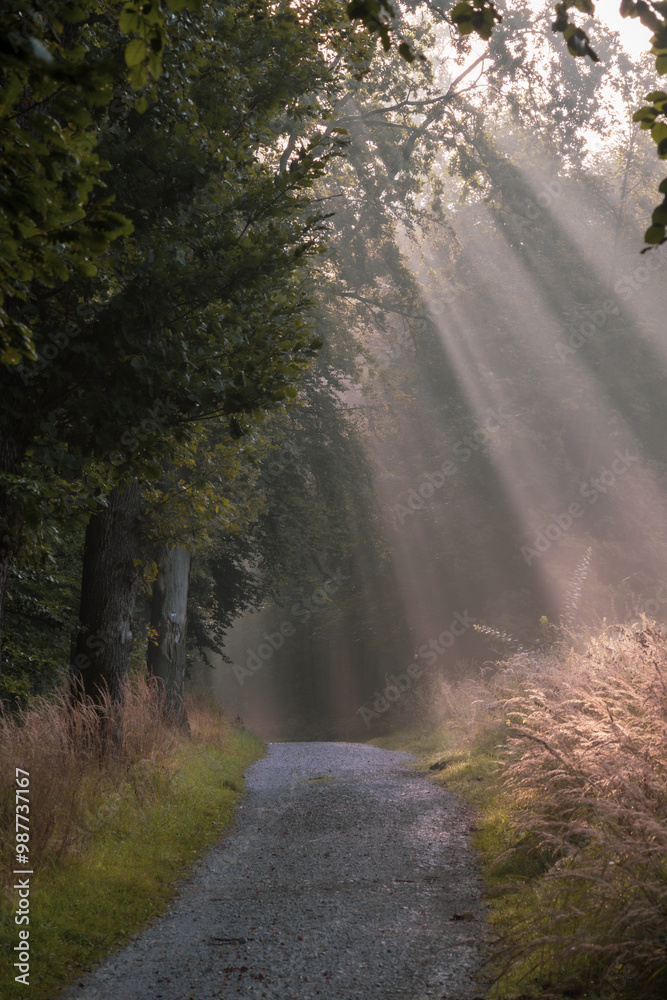 Naklejka premium morning in the forest