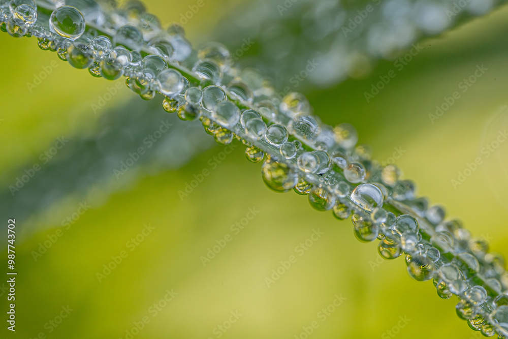 A macro shot of delicate dewdrops clinging to a grass blade, reflecting light and nature. The soft green background enhances the natural beauty of the scene. A macro shot of delicate dewdrops clinging to a grass blade, reflecting light and nature. The soft green background enhances the natural beauty of the scene.