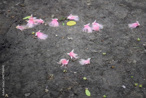 Indian Oak flowers (Barringtonia acutangula), also known as Freshwater mangrove or Itchytree, scattered on the ground. Native to Southern Asia. photo